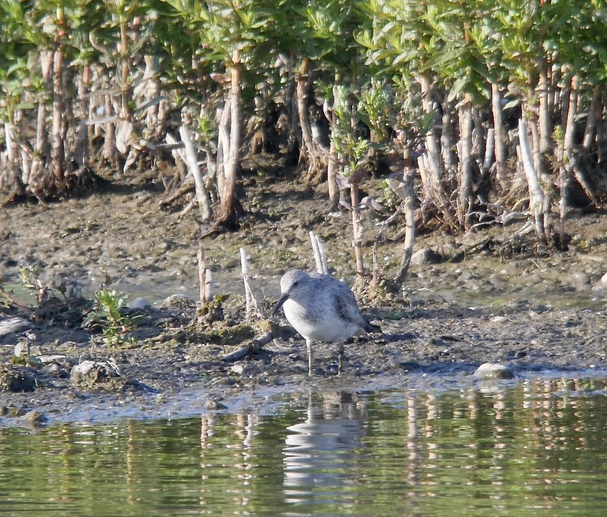 Nice evening at Amwell NR with Knot & 2 Spoonbills ⁦@Hertsbirds⁩ #hertsbirds