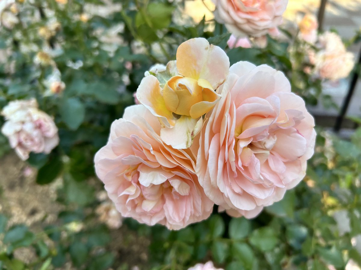 おはようございます😃　 いつもありがとうございます😊 雨降りの朝ですね！ 都電荒川線 大塚～向原までの沿線に710種1210株のバラの花🌹が今年もきれいに咲き乱れてます。 今週も素敵でありますように🌈✨