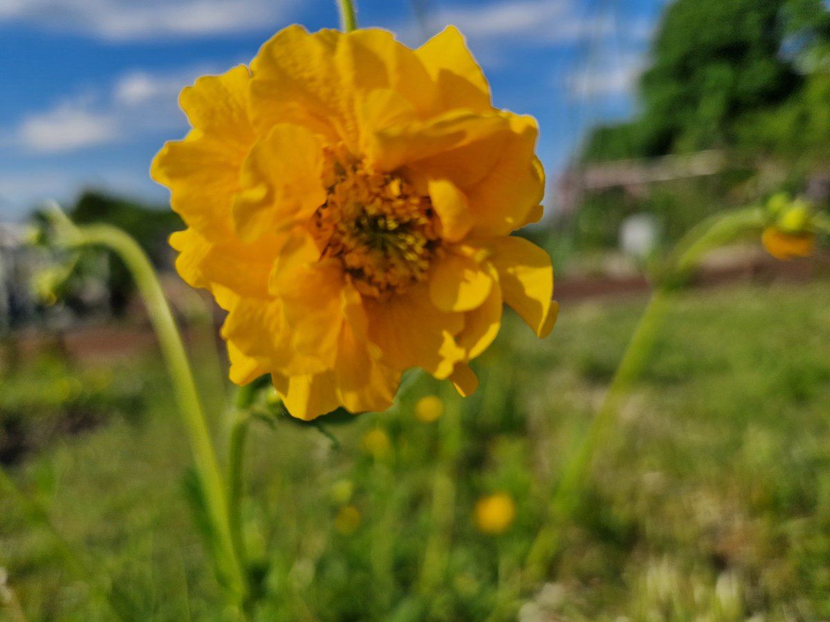 Beautiful weekend 🌱  #Growing #Allotments <a href="/HLAllotments/">Harpers Lane Allotments</a> #Bolton 💚
