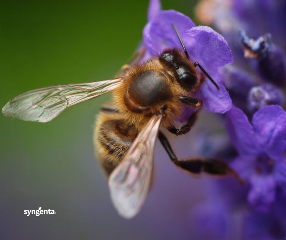 It's #WorldBeeDay and we celebrate the important role bees and other pollinators play in not only contributing directly to food security, but also being key to conserving biodiversity.