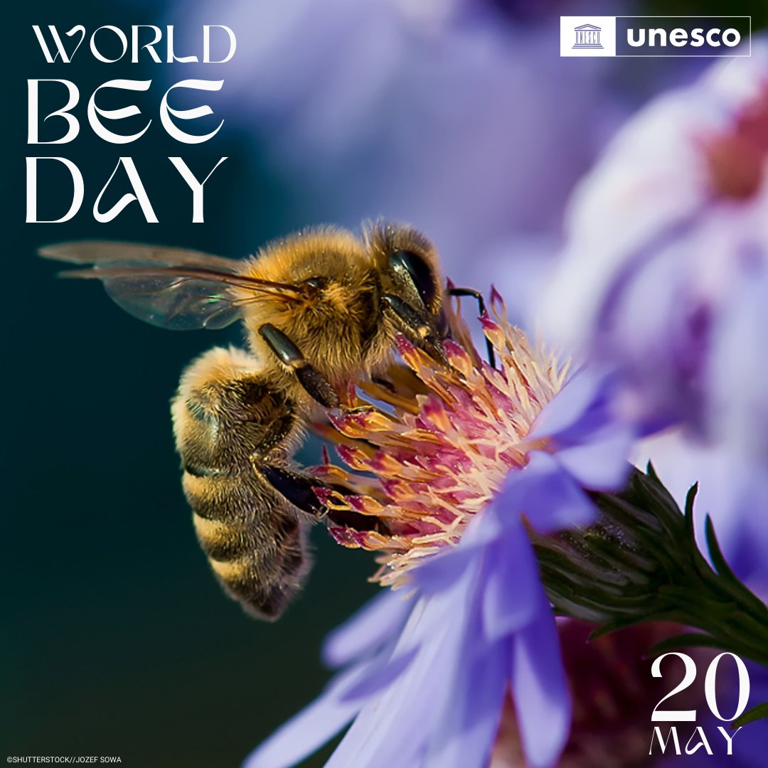 Of the 20,000 bee species around the world, more than 40% are threatened. 🐝 🐝 🐝 🐝 Today is #WorldBeeDay! Let's make some buzzzz and take action to build a shared future for all life. Are you in #ForNature?