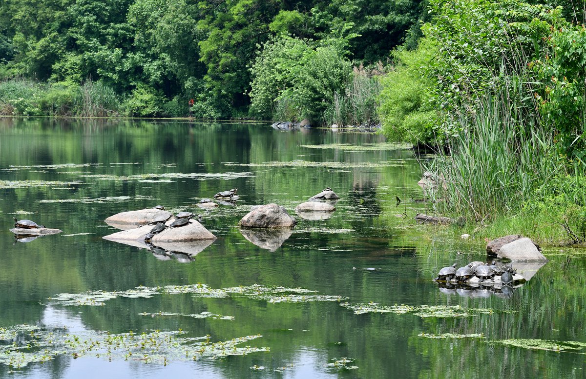 Did you know? Late May – July is turtle egg laying season.🐢 During this time, female turtles leave lakes + ponds to search for a nesting place. If you see a turtle out of the water, please leave it alone as it may not have energy to make a second journey: prospectpark.org/wildlife