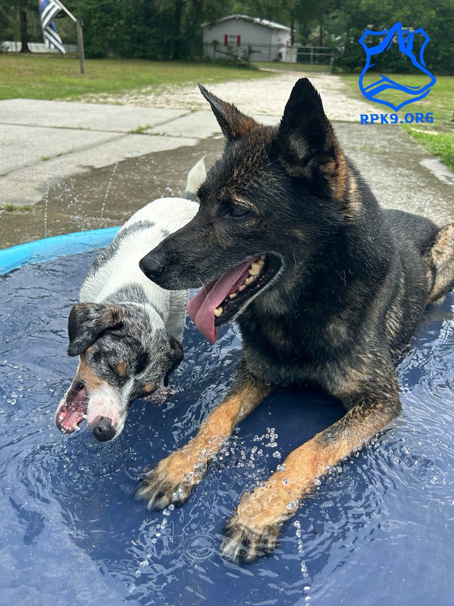Program K9 Justice, who is retired from Hernando County, is just laying around trying to stay cool with his little brother! 💙 • 𝗥𝗲𝘁𝗶𝗿𝗲𝗱 𝗣𝗼𝗹𝗶𝗰𝗲 𝗖𝗮𝗻𝗶𝗻𝗲 𝗙𝗼𝘂𝗻𝗱𝗮𝘁𝗶𝗼𝗻 is a 501(c)3 not-for-profit organization providing no cost veterinary care and food for