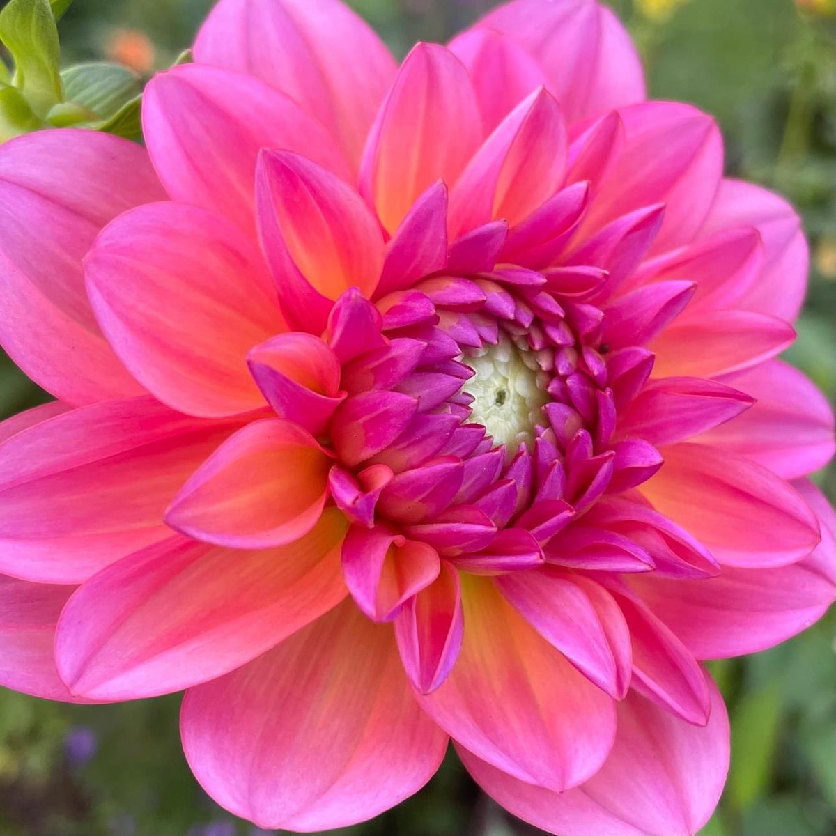 Dahlia love ❤️ #dahlias #gardening