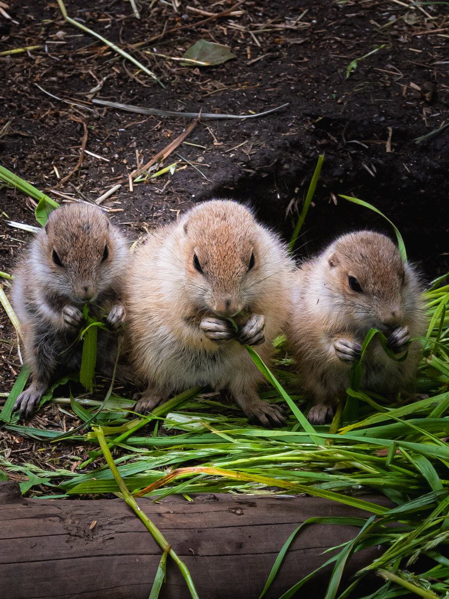 上野動物園でプレーリードッグの赤ちゃんを撮ってきました✨
ふわふわのふっかふかの、プレーリーだんご3兄弟がとにかく可愛いから見て欲しい😆
#私とニコンで見た世界
#Zfc