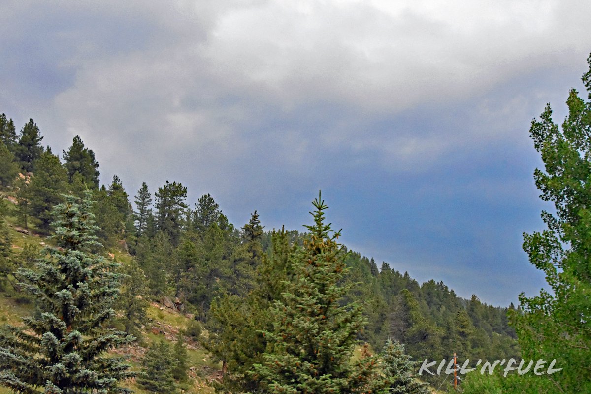 Good morning. #colorado #evergreen #trees #greatoutdoors #moody #sky