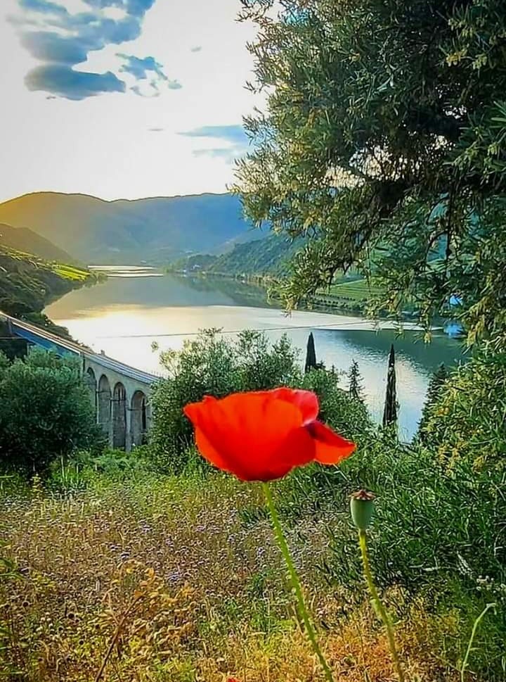 Imposible quedar indiferente frente a este paisaje. Algún día iré al Río Douro a meditar un poco. Retirado de tanto trajín y el bululú de gente.
PD: crédito al autor de la foto. No es mía.