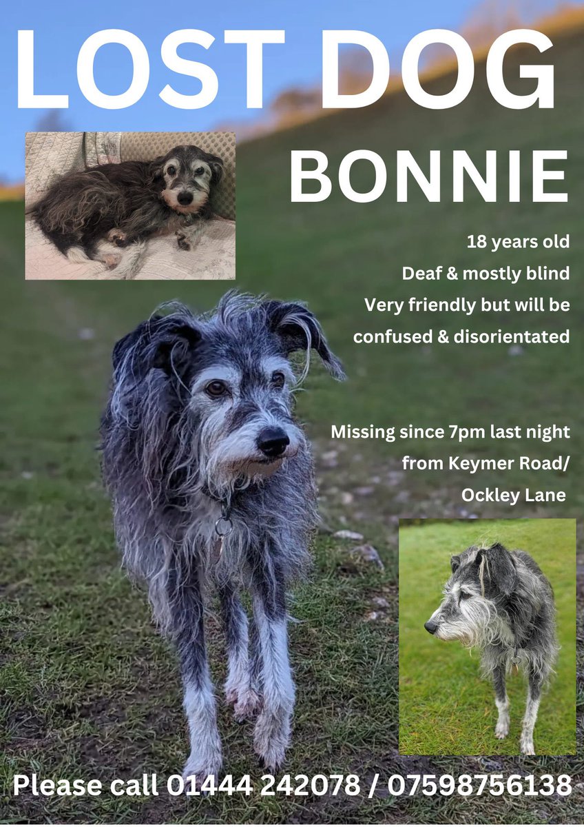 ❌ALERT❌ BONNIE - missing 18/5 #BurgessHill #Hassocks #UK #RH15 #WestSussex ELDERLY DOG 😢 ‼️PLEASE KEEP EYES PEELED ‼️ 🚫DO NOT FOLLOW/GRAB/CHASE/PRESSURE ☎️ PLEASE CALL IF SPOTTED 🙏🏻 #missingdog #lostdog #dogsoftwitter #RescueDog #help #FindMe #dog
