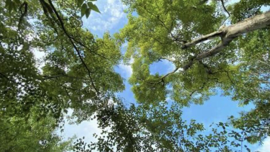 風景は空間型VR、音は5.1chサラウンド音響システム、香りは精油で森林を再現した'デジタル森林浴'は、副交感神経が上昇し心拍数が低下する、気分が改善する、生理・心理的な疲労回復効果があることが研究でわかっています。雨スタート、雨の月曜日はスマホと精油で再現するのがおすすめです。#森林の日