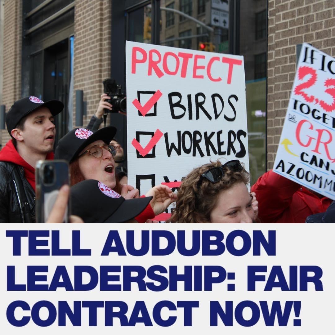 The National Audubon Society must bargain a fair contract with their workers that provides good living standards, & ensures the nonprofit’s enormous assets do not flow to top executives at the expense of workers and the birds they protect. Read more: nycclc.org/news/2024-05/t… #1u