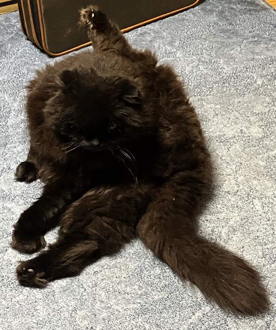 一瞬、どういう体勢なのか分からないやつ 