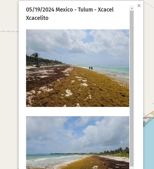 May.  19th  2024 #Mexico #Mexique #Tulum

Check out all the pictures of the day on the map 2024
here : sargassummonitoring.com/en/official-ma…

#sargassum #sargazo #sargasses #sargassummonitoring #SurveillancedesSargasses #MonitoreodeSargazo #RivieraMaya #CitizenScience #sargassumseaweedupdates