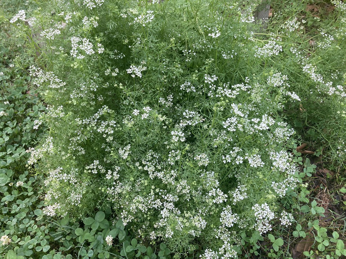 Doc_Harding's tweet image. Some herbs I’m growing. Arugula (aka rocket, eruca); bitter and spicy. Cress (pepperwort, pepper grass); tangy and spicy. Cilantro (coriander); to some, it tastes like soap.  I’m letting these go to seed for future planting. The arugula flowers are rather enchanting, I think.