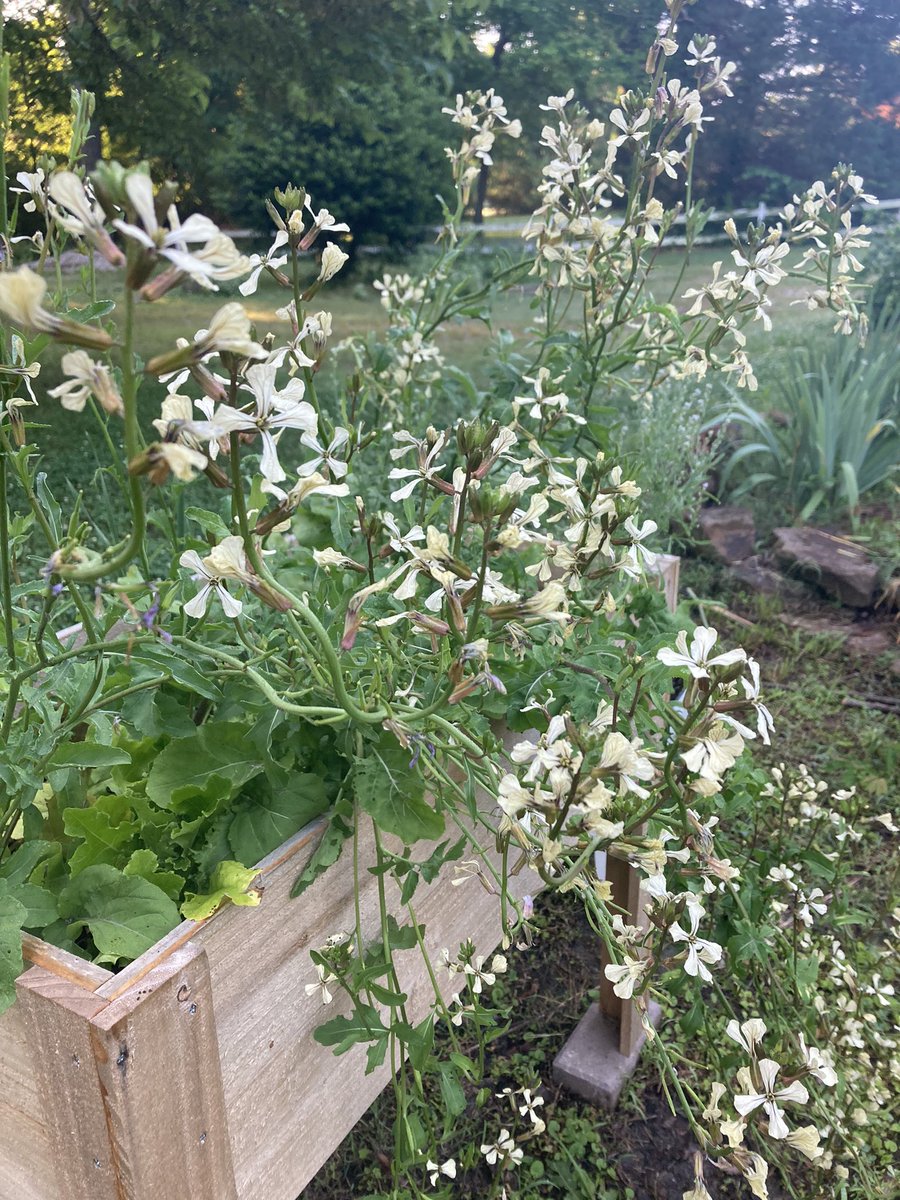 Doc_Harding's tweet image. Some herbs I’m growing. Arugula (aka rocket, eruca); bitter and spicy. Cress (pepperwort, pepper grass); tangy and spicy. Cilantro (coriander); to some, it tastes like soap.  I’m letting these go to seed for future planting. The arugula flowers are rather enchanting, I think.