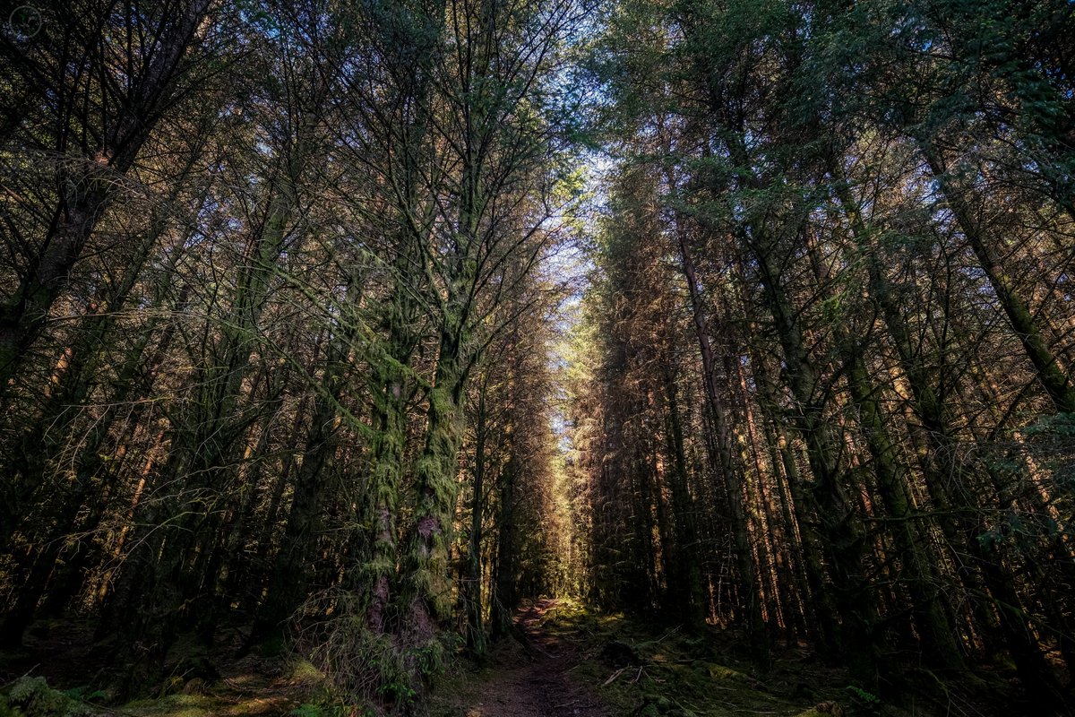 Slice of Woodland

#woodland #naturephotography #sunlight #greenspaces #undergrowth #nature #leaves #landscapephotography #naturephotography #cumbria #lakedistrict #moss #photography #photographer