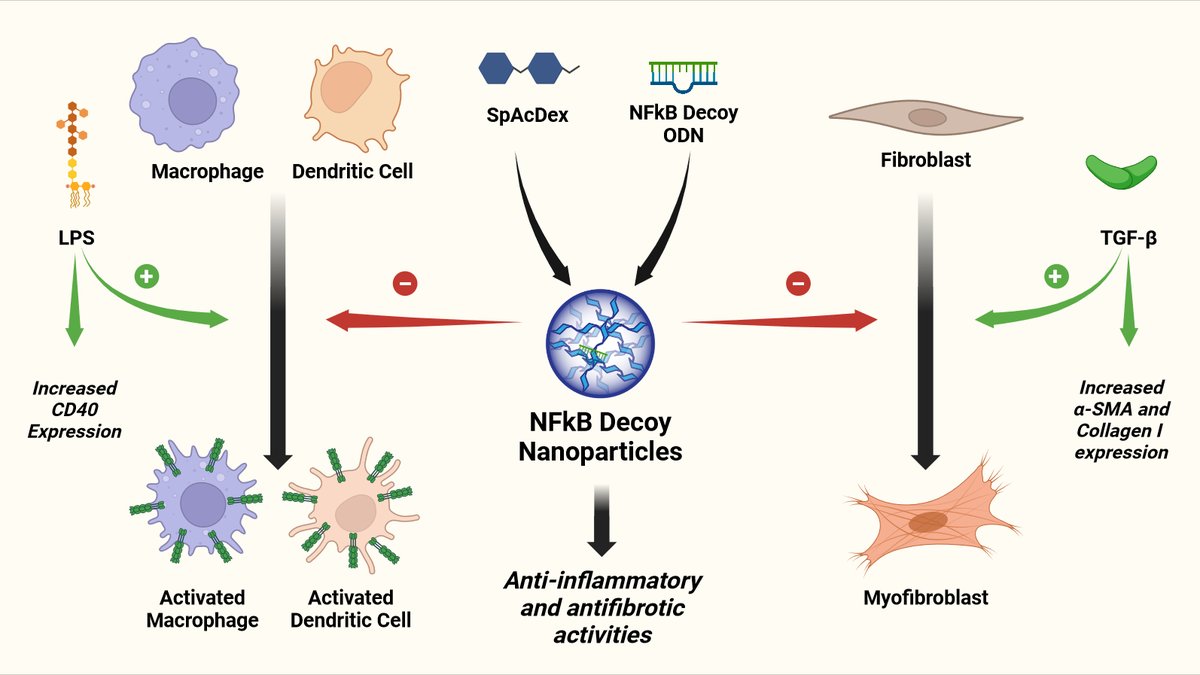 Proudly sharing our latest Research Article on the #antiinflammatory and antifibrotic activity of nanoparticles encapsulating an NfKB-inhibiting decoy oligonucleotide! <a href="/Kam_Dua/">Kamal Dua</a> <a href="/DrKeshavRajPau1/">Keshav Raj Paudel</a> <a href="/peterwich/">Peter Wich – WichLab</a> <a href="/VinodKumarKann1/">Vinod Kumar Kannaujiya</a> <a href="/UTSResearch/">UTS Research</a> <a href="/UTS_GSH/">UTS Graduate School of Health</a> #UTSPharmacy
sciencedirect.com/science/articl…