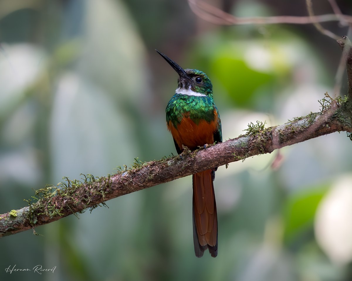 A Rufous-tailed Jacamar (Galbula ruficauda) perched at mid-level looking out for flying insects, especially butterflies and dragonflies.
St. Herman's Blue Hole Nat'l Park
15 May 2024
#BirdsOfBelize #BirdsSeenIn2024 #birds #birdwatcher #birdphotography #BirdsOfTwitter #BirdsofX