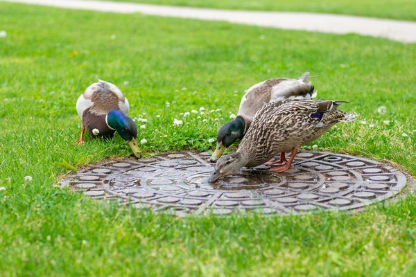 Quacks welcome: Duck enrollment up at Queens College!