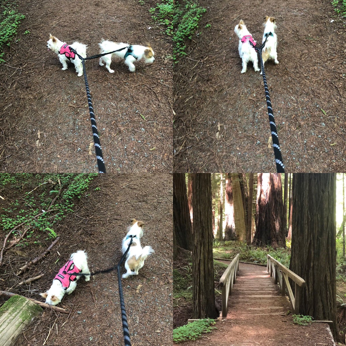 Took CeCe & Tucker to Avenue of the Giants. They had a blast, it was their first being in a forest. #cece , #tucker , #avenueofthegiants , #humboldtcounty