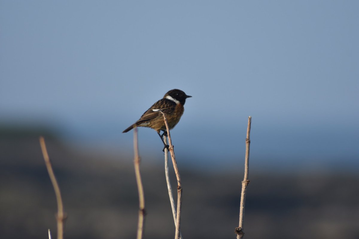 A male Stonechat at Skateraw, Dunbar

#Scottishwildlife