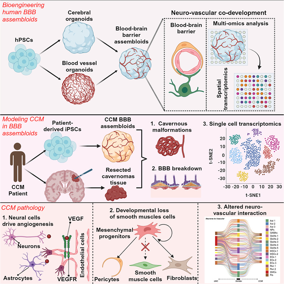 Researchers constructed human blood-brain barrier (hBBB) assembloids from 🧠 brain and blood vessel 🧫 #organoids derived from hPSCs. They ✔️ validated the acquisition of BBB-specific molecular and functional characteristics. @CellStemCell | bit.ly/3QMY0eG