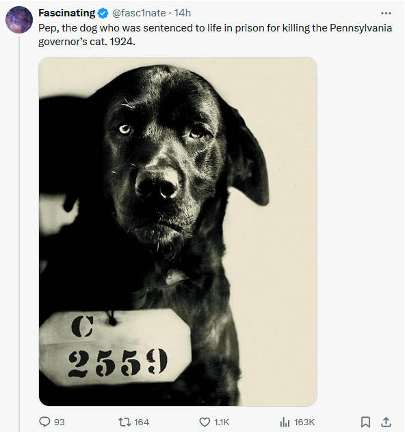 Pep was not send to prison for murdering a cat, the mugshot was a joke, he was donated to be a mascot, an early sort of therapy dog. More information here; fakehistoryhunter.net/2012/02/02/pep…