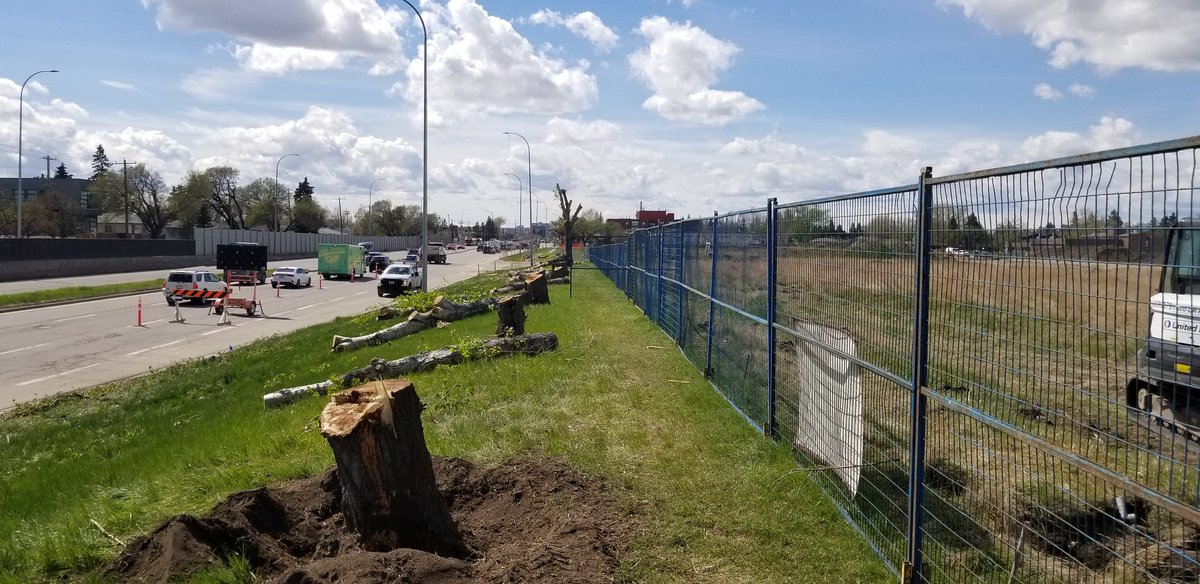 Yet you & Council did this to the magnificent trees in front of Midfield Trailer Park the same day you passed Blanket Upzoning which will see even more trees felled. It was painful to watch birds circling overhead as their nests came down w trees. Everything chipped immediately!