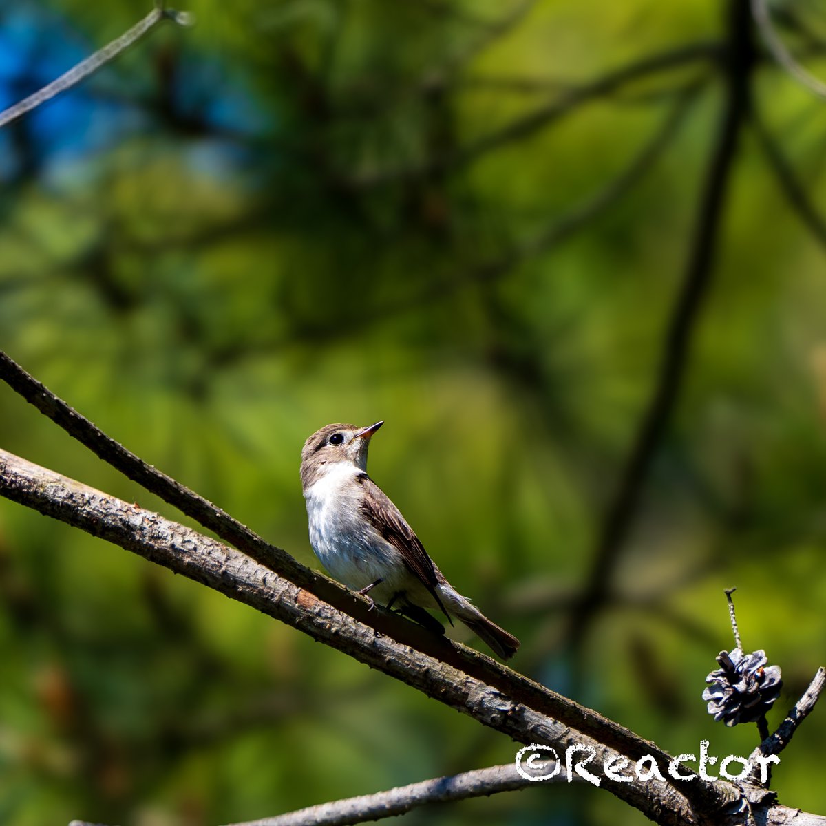 おはようございます🐥
α6700 + SEL100400GM
F6.3　1/500　ISO200
#コサメビタキ