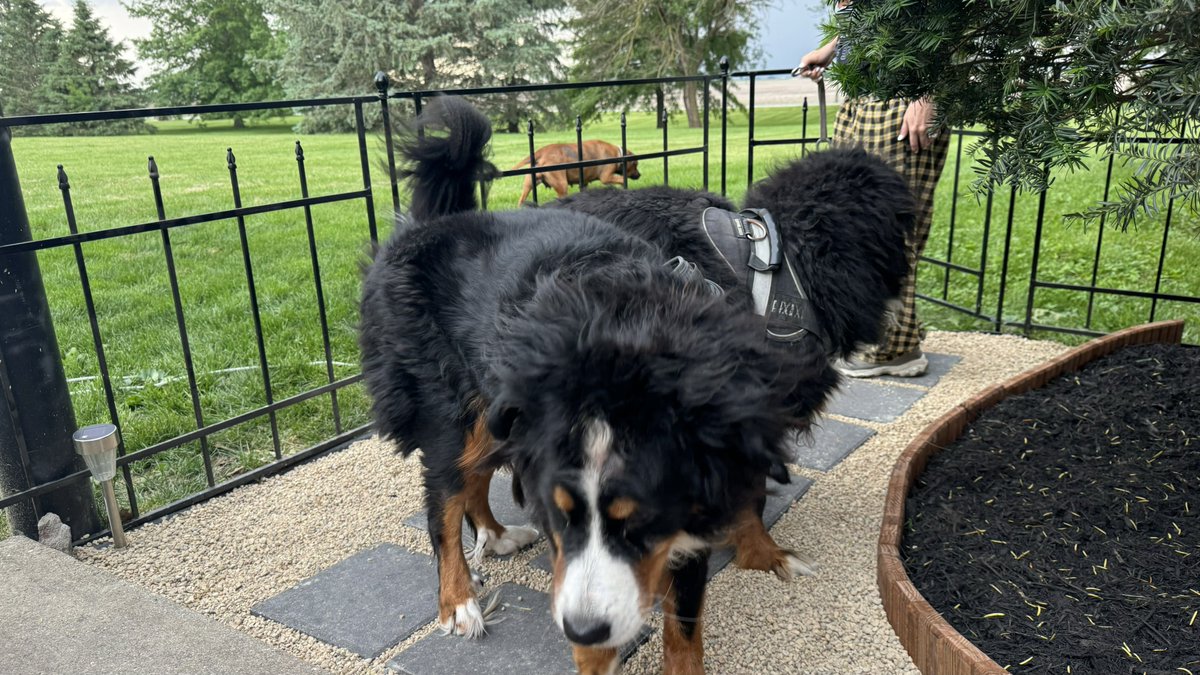 BoilerPaulie's tweet photo. Doggo approved 🐾 https://t.co/oYOgtlLhF8
