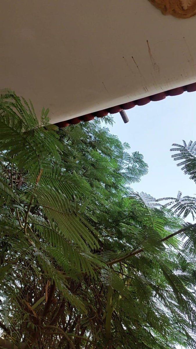 البونسيانه في بيتنا مقتحمه كل البلكونات
بحس اني قاعدة علي الشجرة