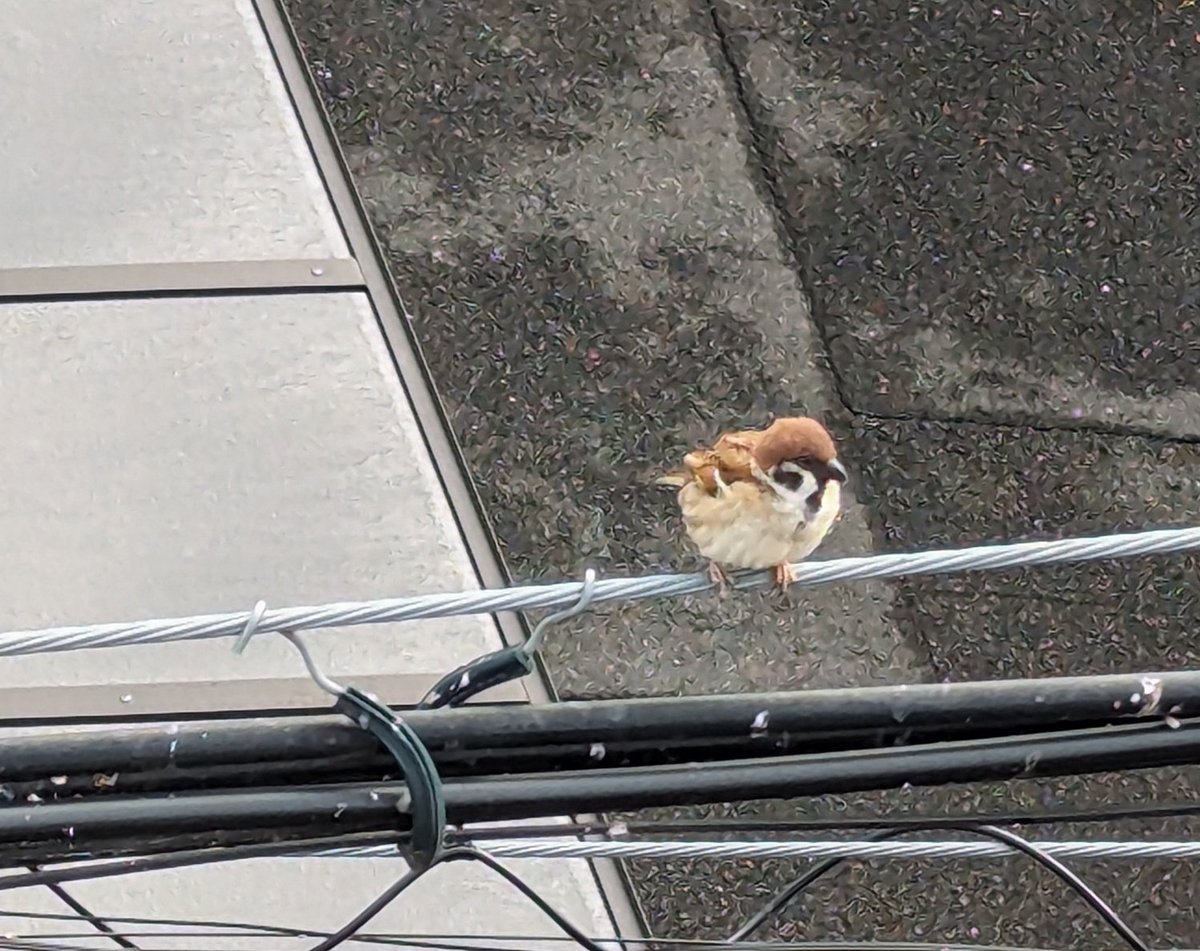 「日の出食堂」
おはようございます٩(๑´0`๑)۶
すっきり晴れた週初め！すずめちゃん達は元気に朝礼をしていました🌄
５月も後半に突入！今週もよろしくお願いいたします🐦