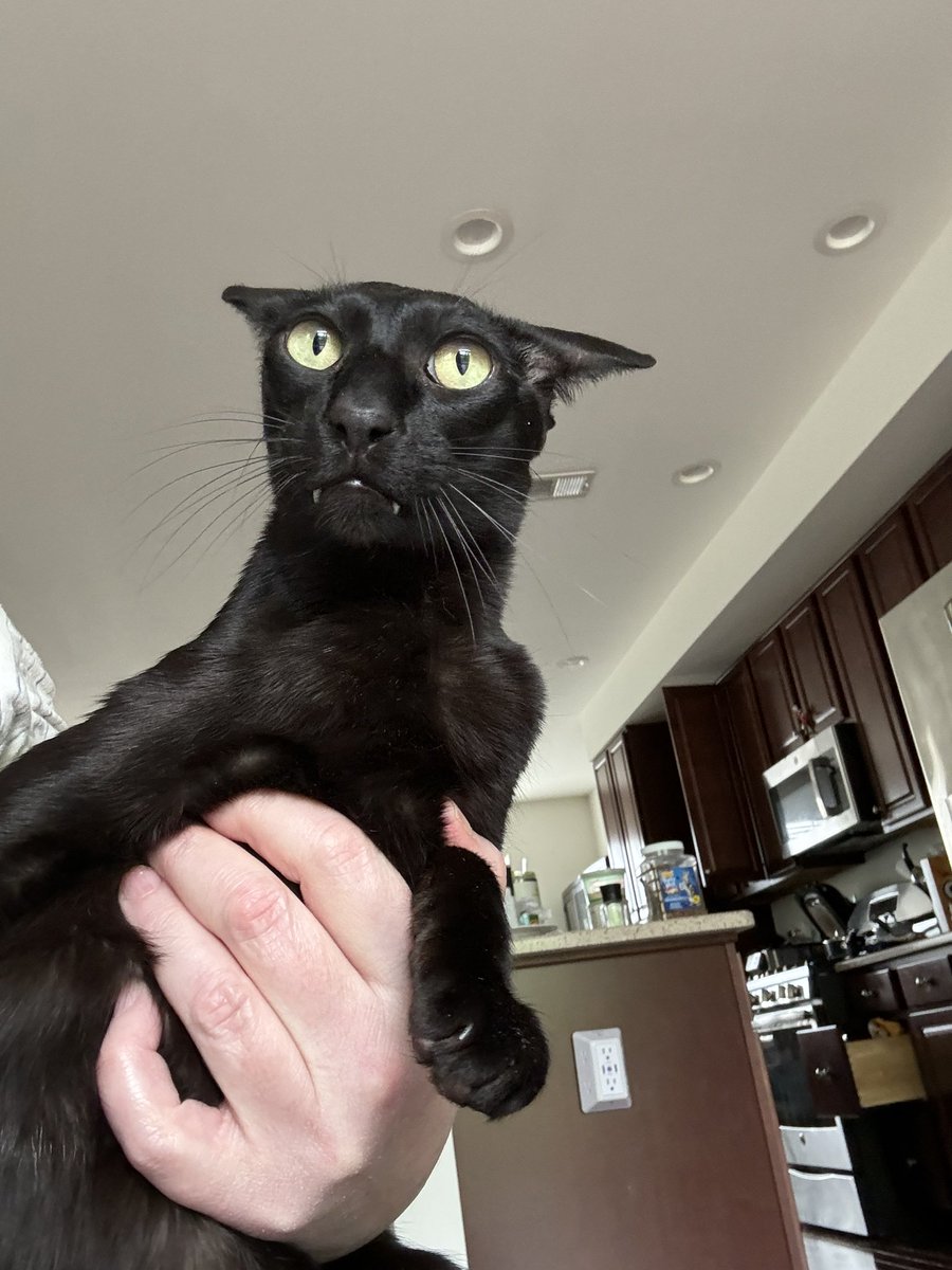 Always on high alert.