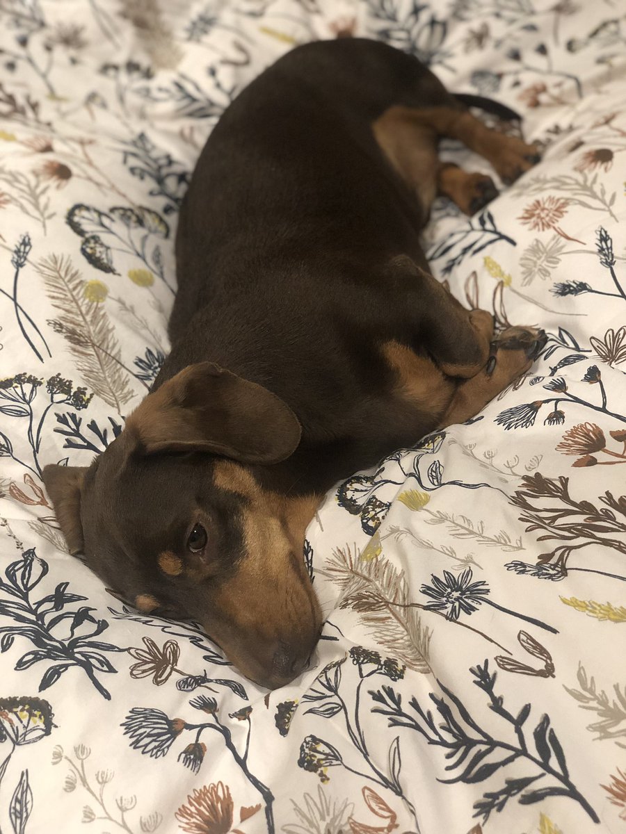 girlfromthefens tweet media