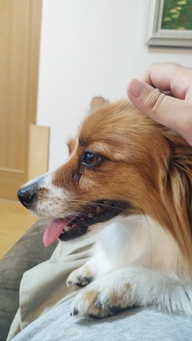 きもちよさそーな犬 