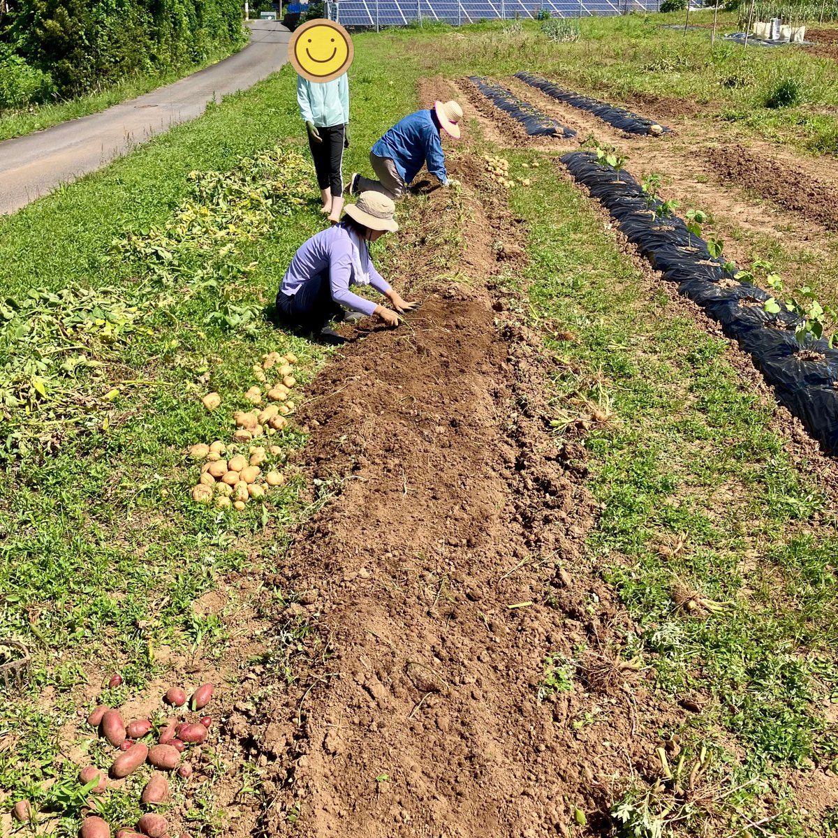 ジャガイモ、掘りました！

10mの畝3本で、これくらい収穫できました！

食べきれないので、まわりに配りたいと思います。

みなさん、収穫したジャガイモの保存はどうしていますか？

#ジャガイモ
#ドラゴンレッド
#西海31号
#普賢丸
#ニシユタカ
#家庭菜園
#農業
#ガーデニング
#農家
#長崎