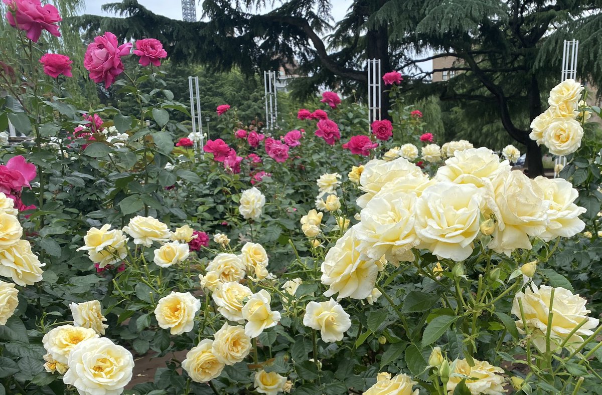#鶴舞公園　
#鶴舞公園はなみごろ
#ベルサイユのばら
ベルばらコーナーのばら満開✨
白はオスカル・フランソワ
濃いピンクは王妃アントワネット
薄いピンクはロザリー・ラ・モリエール
黄色はアンドレ・グランディエ　という名前だそうです。
ベルばら原作ファンの私は、大感激😄