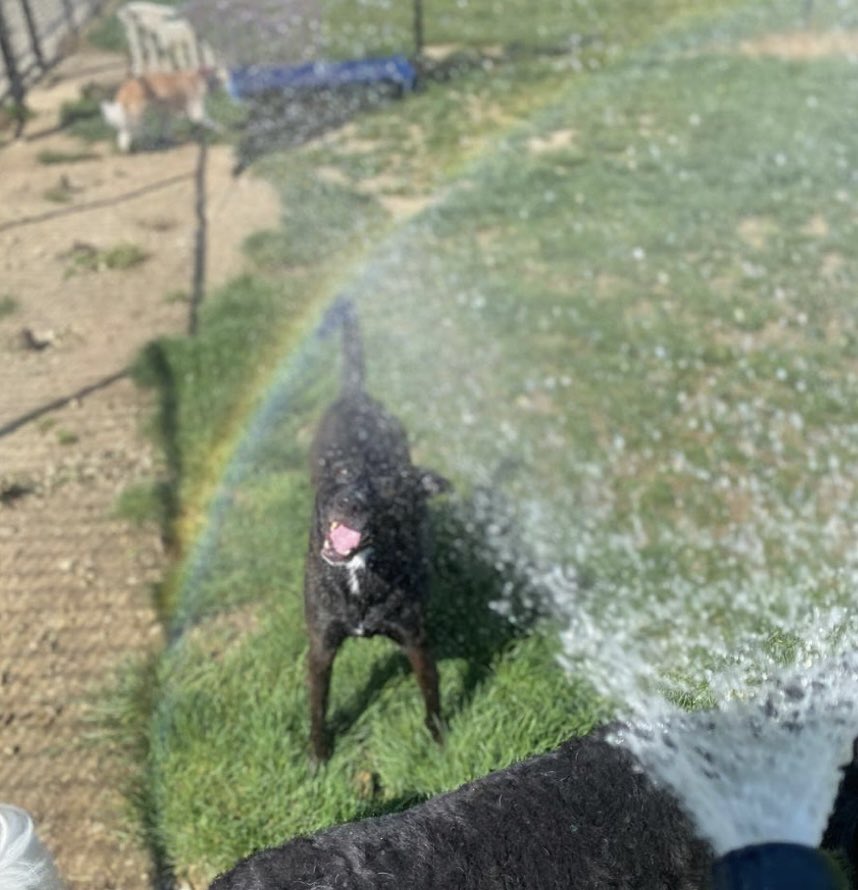 Devant le succès qu'ont remporté hier les photos de ma chienne, je vous mets celle reçue d'aujourd'hui 🥰 Un de ses jeux préférés : jouer avec l'eau qui sort du tuyau d'arrosage. Et l'arc en ciel, c'est cadeau ! 😉