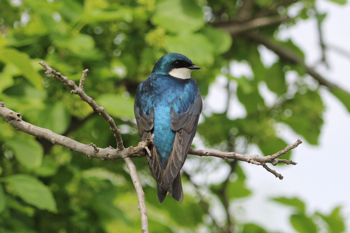 bmiles33's tweet image. Birding Jamaica Bay Saturday 5/18 with #joegiunta @BirdQueens #treeswallow #magnoliawarbler #yellowwarbler