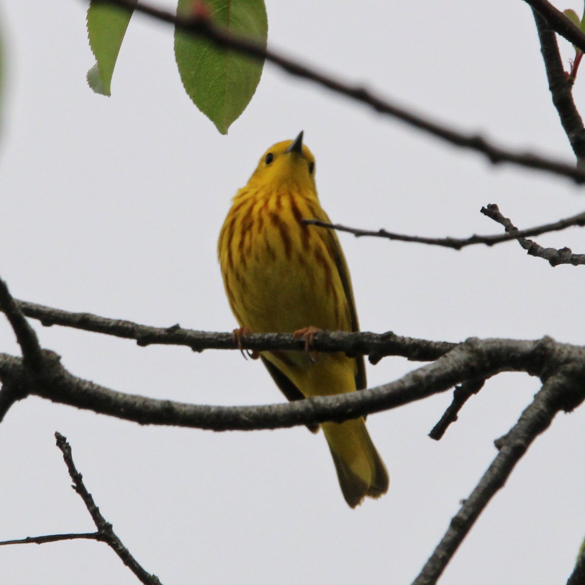 bmiles33's tweet image. Birding Jamaica Bay Saturday 5/18 with #joegiunta @BirdQueens #treeswallow #magnoliawarbler #yellowwarbler