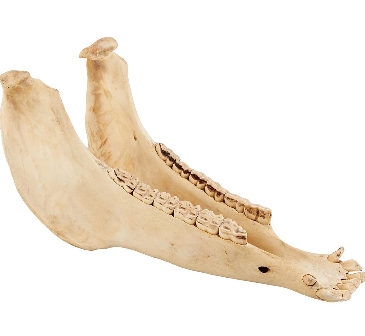 キハーダ ロバの下顎 ビブラスラップには元ネタとなった楽器がありまして、それがこの