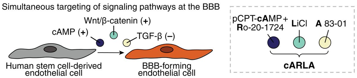 Synergistic induction of #bloodbrainbarrier properties | Exciting work from @BarriersGroup out now @PNASNews 'we present a small-molecule cocktail named cARLA, which synergistically enhances barrier tightness in a range of BBB models across species' 👏
pnas.org/doi/10.1073/pn…