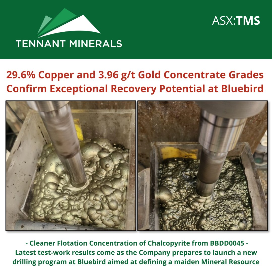 High 29.6% #copper &amp; 3.96 g/t #gold concentrate grades &amp; excellent recoveries in test-work at $TMS Bluebird discovery. Results come as $TMS prepares to launch new #drilling program to define a maiden Mineral Resource and testing new target zones.
bit.ly/4bm7R3t