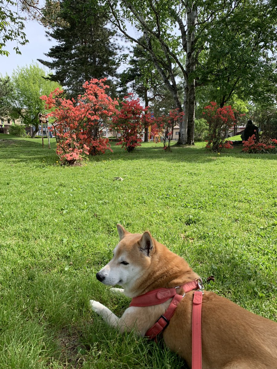 暑くなる前に散歩🐕🌺 #柴犬 #柴犬がいる暮らし #散歩中