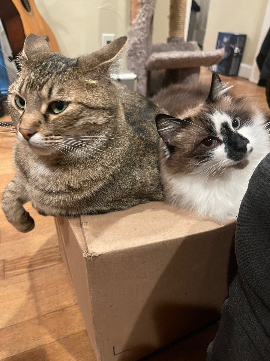 Sunny: Badger, quit hogging the box! 😾 Badger: I was here first, Sunny! Quit shoving! Sisfurs!🙄 #CatBoxSunday #CatsOfX #CatsofTwitter #CatsAreFamily #SundayFunday