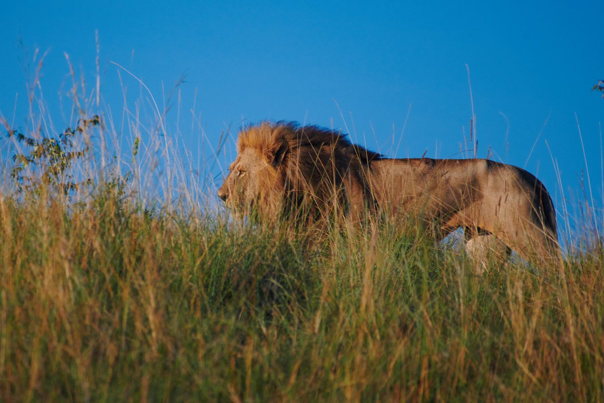 Orkitok (Salas Boy) find his way to rest in the bush nearby | Masai Mara | Kenya . . #earthfocus #mammals #masaimarabigcats #wildlifeofficial #lionsofmasaimara #salasboy #africageowild #africanparks #bigfive #orkitok #bigcatsofafrica #bownaankamal #chasingafrica #lions #bigcats