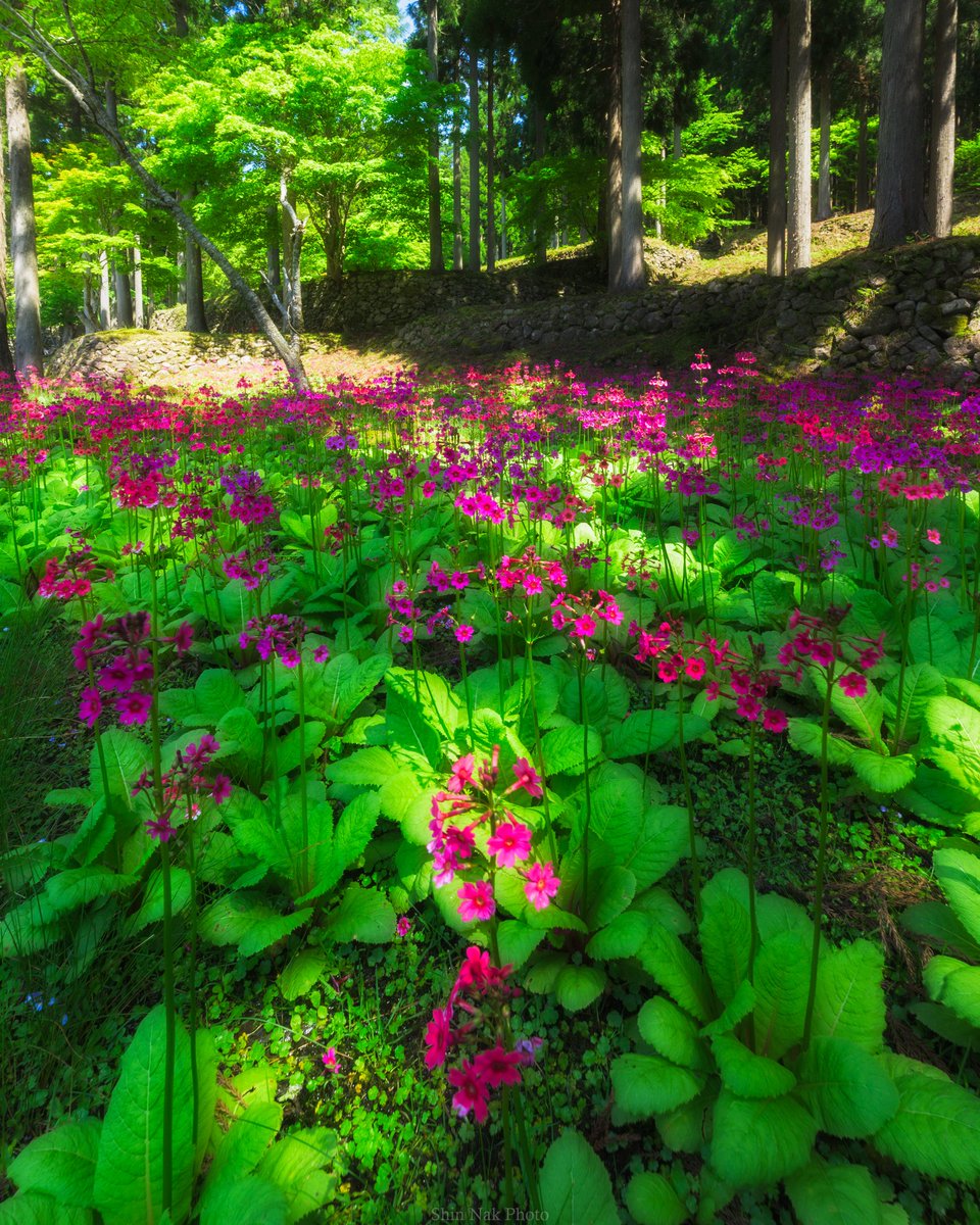 木漏れ日のクリンソウ
#東京カメラ部 #tokyocameraclub  #フォトジェニック #ファインダー越しの私の世界 #Zcreators #私とニコンで見た世界 #兵庫県 #GoGoHyoGo