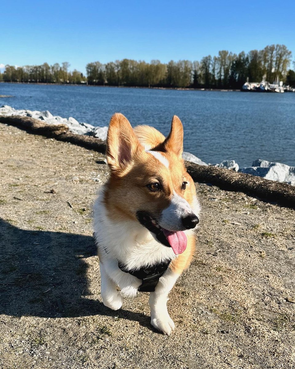 Sun's out, tongue's out—this furry friend knows how to enjoy a perfect day by the water. What’s your favourite way to enjoy the sunshine in River District? Let us know in the comments below! ☀️ 📸 IG: micro.tofu #DogsOfRiverDistrict #RiverDistrictVancouver