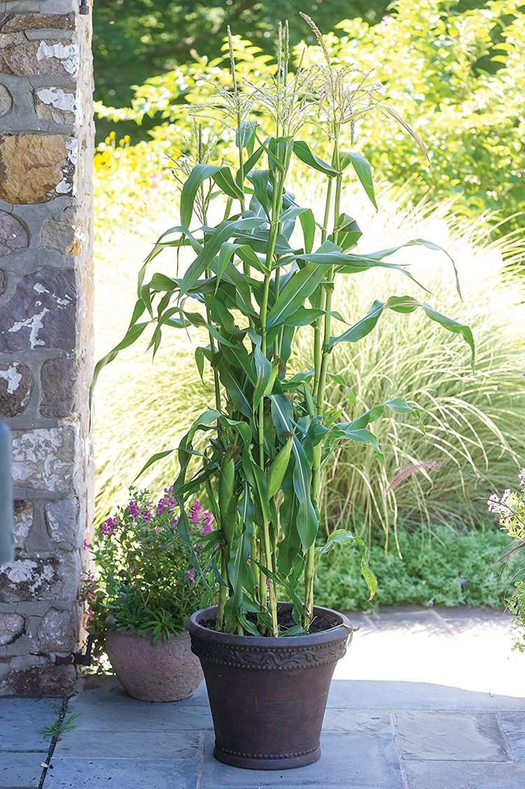 Home Grown:
Is Container Corn Such A Corny Idea? 
Some corn varieties are smaller than others and worth a try in containers. They taste great, they're fun to grow, and you'll have neighbors slack-jawed in disbelief...
outwriterbooks.com/bookstall/incr…