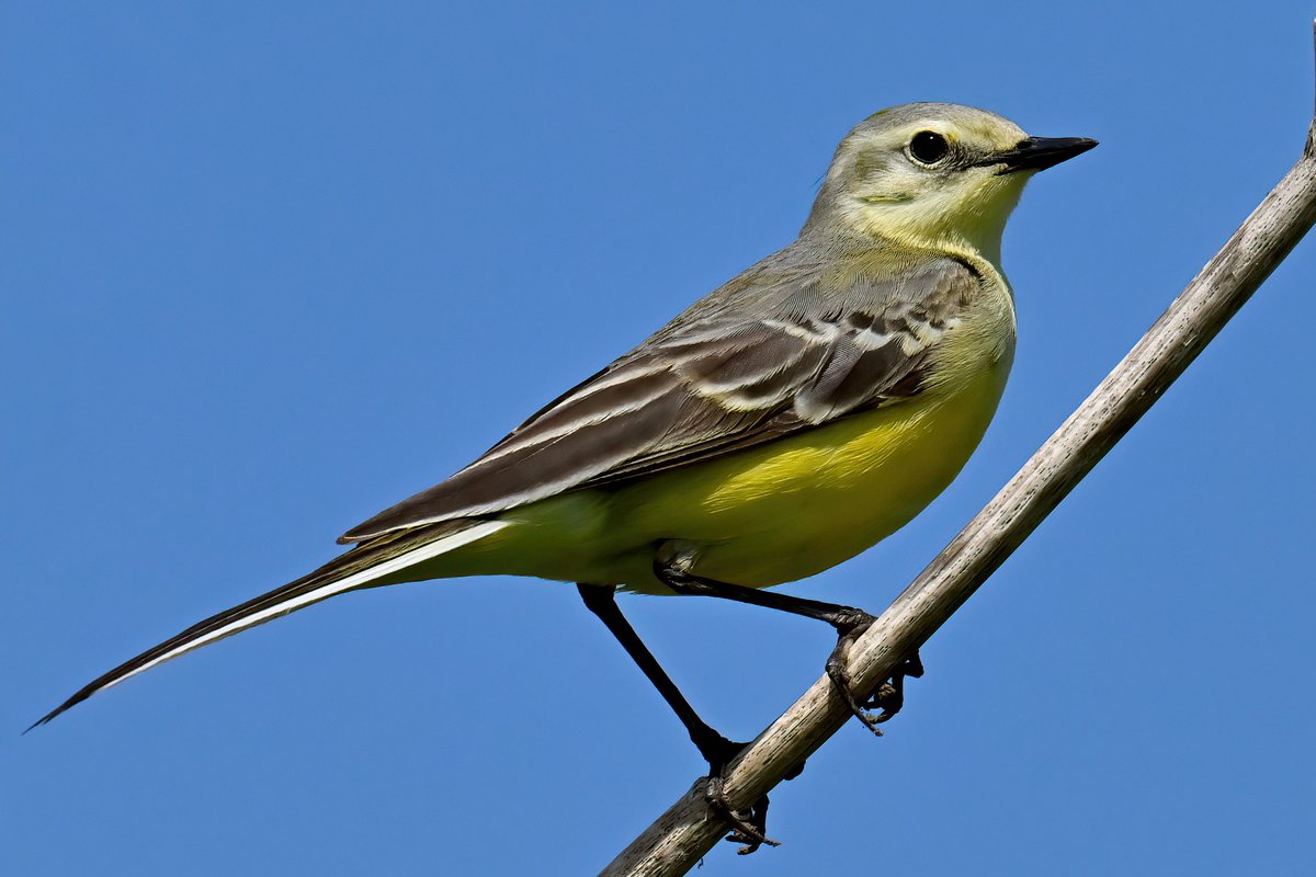 Gorgeous Yellow Wagtail at the Westonzoyland Airfield in Somerset yesterday! 😍😍🐦
 Good morning everyone! 👋