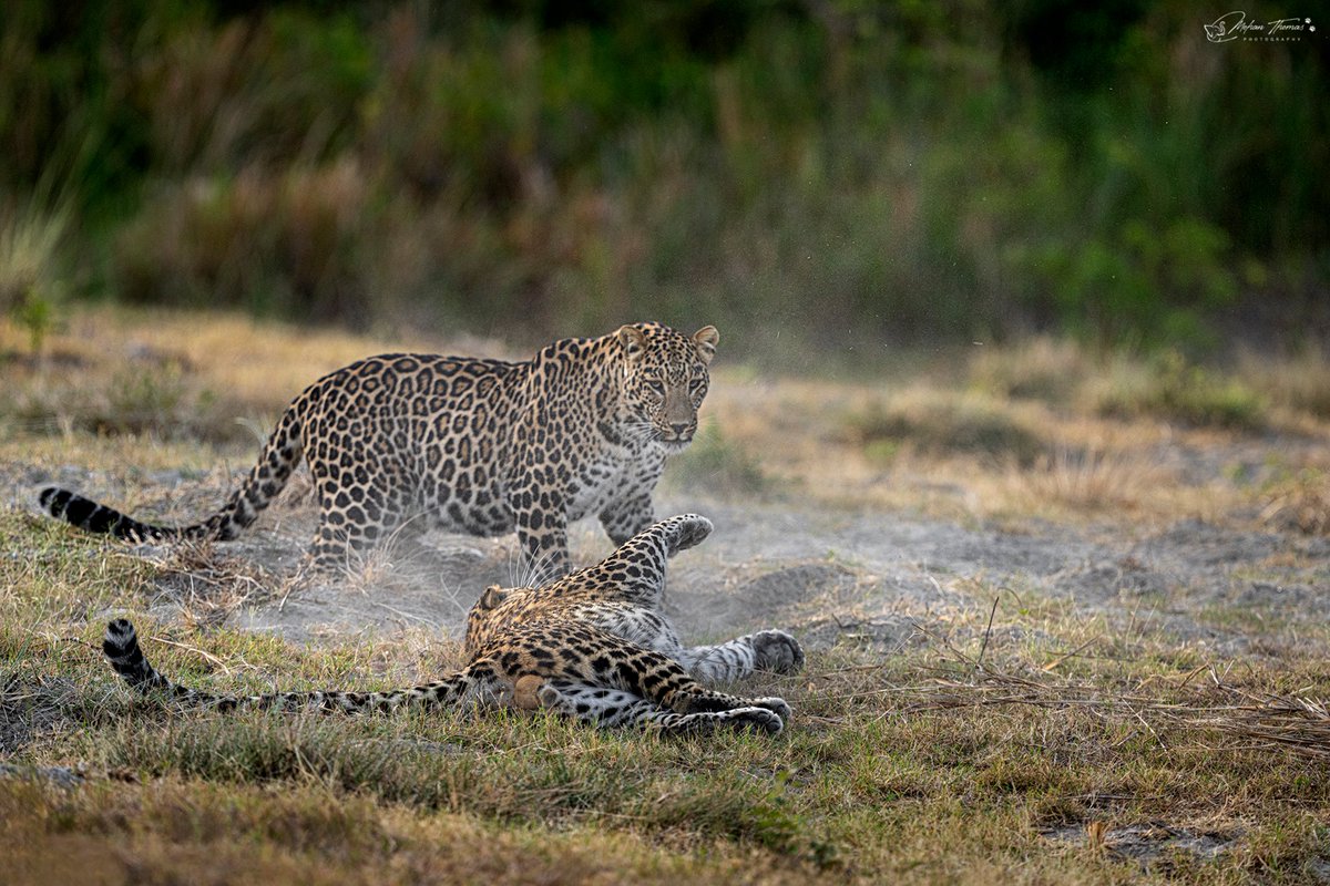 Leopards 
Rajaji Tiger Reserve 
@NikonIndia @NatGeoIndia #naturephotographyday #WildlifeCrime